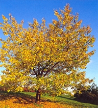 Arbre en automne.