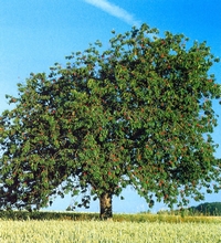 Arbre en été.