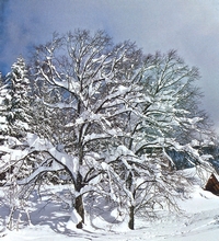 Arbre en hiver.