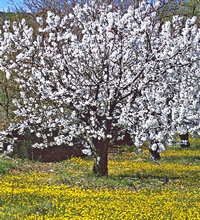 Arbre au printemps.