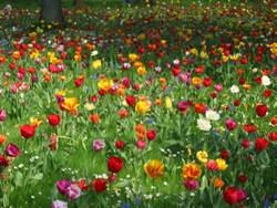 Fleurs.