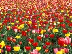 Fleurs.