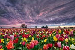 Champs de fleurs.