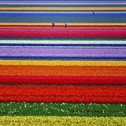 Champs de fleurs.