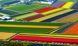 Tulipes en vue aérienne.